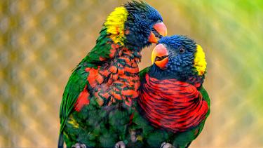 zwei Papageien schnäbeln